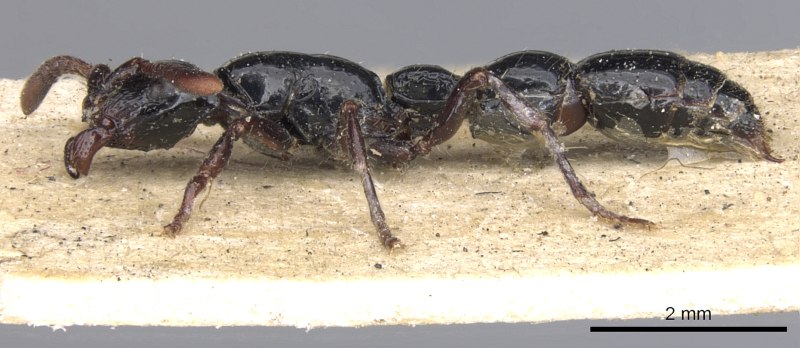 Genus Bolitobius Leach