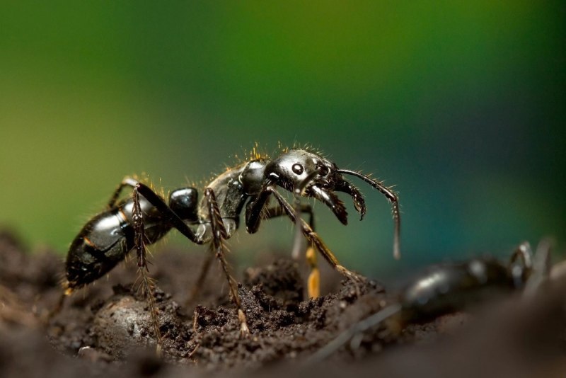 Муравьи Dinoponera gigantea