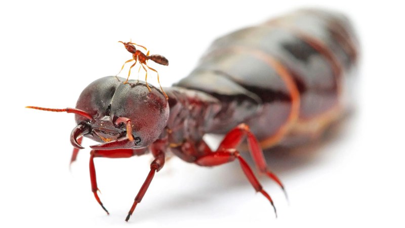 Dorylus nigricans
