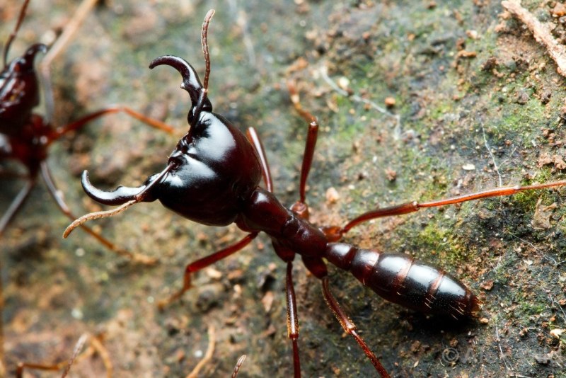 Dorylus nigricans