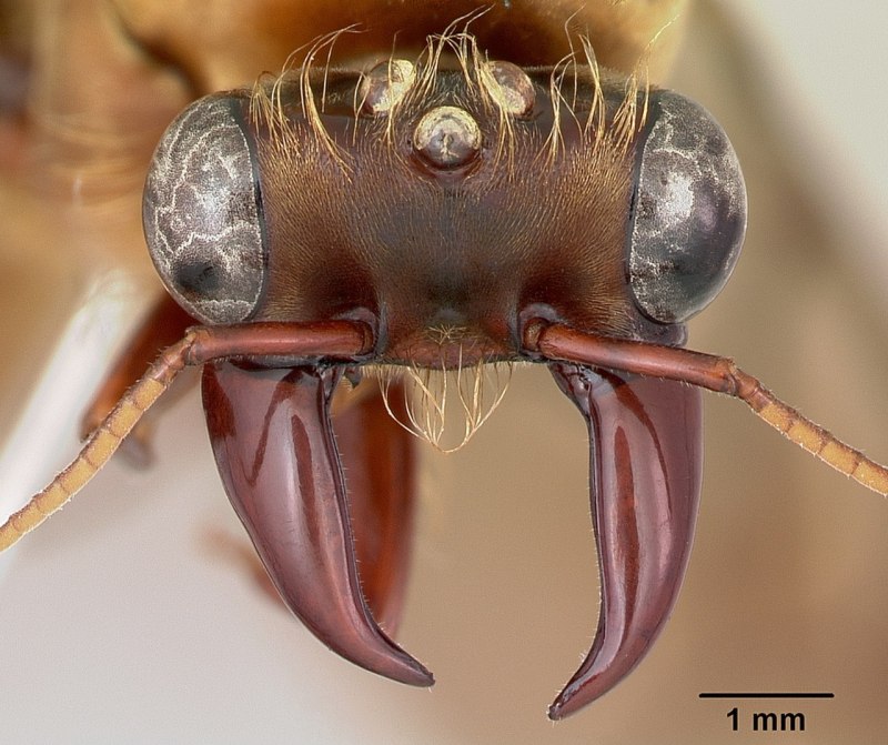 Dorylus nigricans