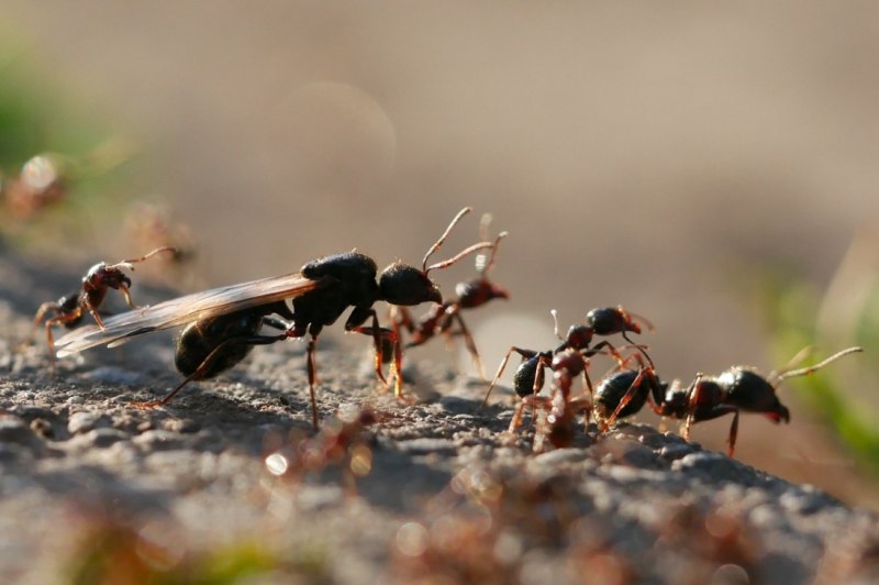 Messor muticus