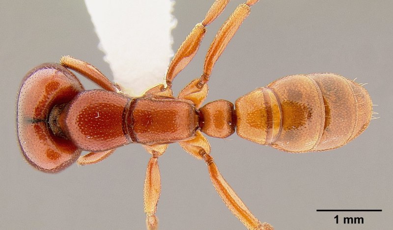 Dorylus helvolus