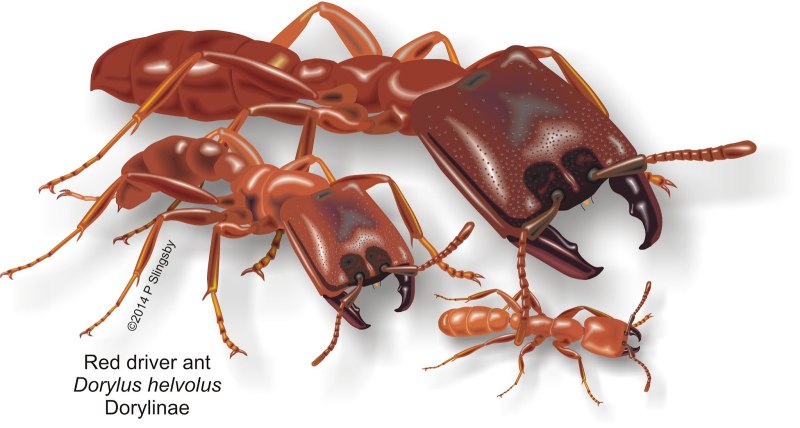 Dorylus helvolus