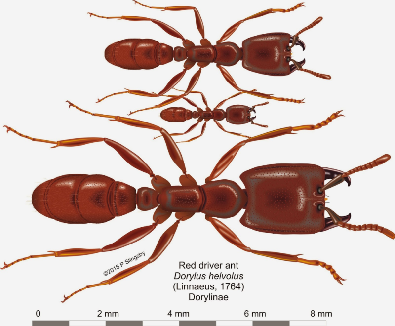 Dorylus helvolus