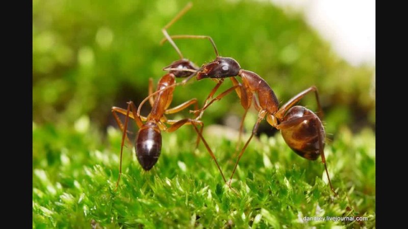 Муравьи рода Camponotus