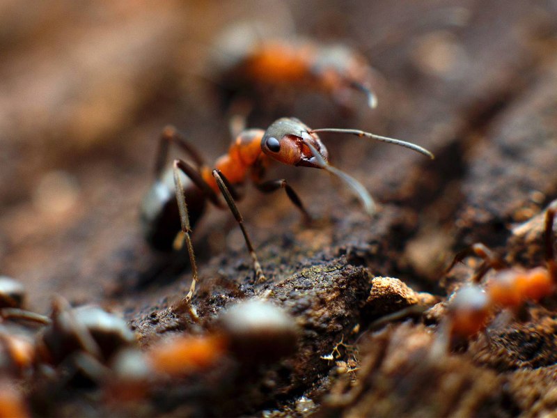 Cataglyphis bombycina