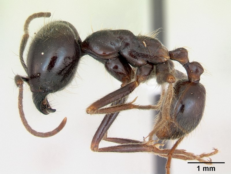 Муравей Dorylinae