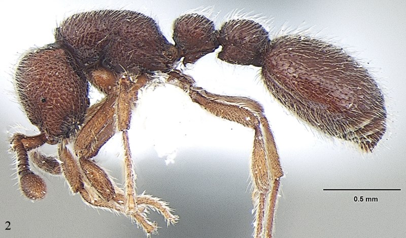 Муравей Dorylinae