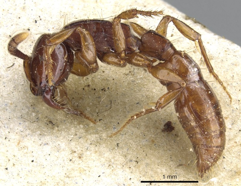 Dorylinae