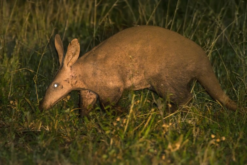 Африканский трубкозуб Orycteropus afer