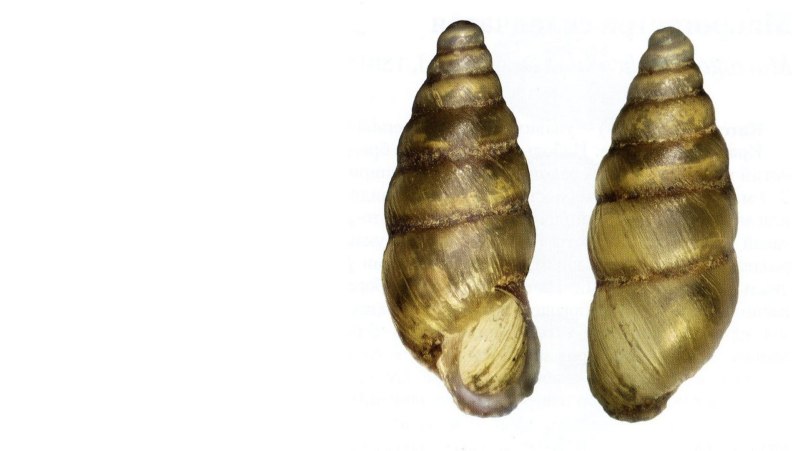 Merdigera Obscura