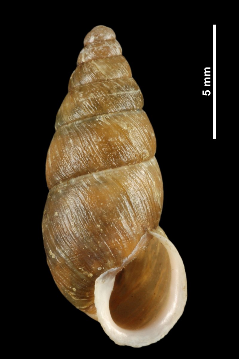 Enidae