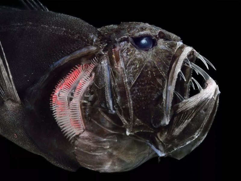 Длиннорогий Саблезуб (Anoplogaster cornuta)