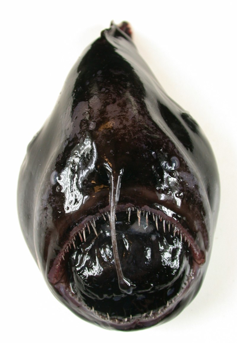 Melanocetus murrayi