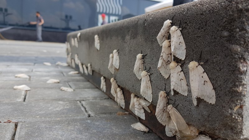 Много мотыльков на улице