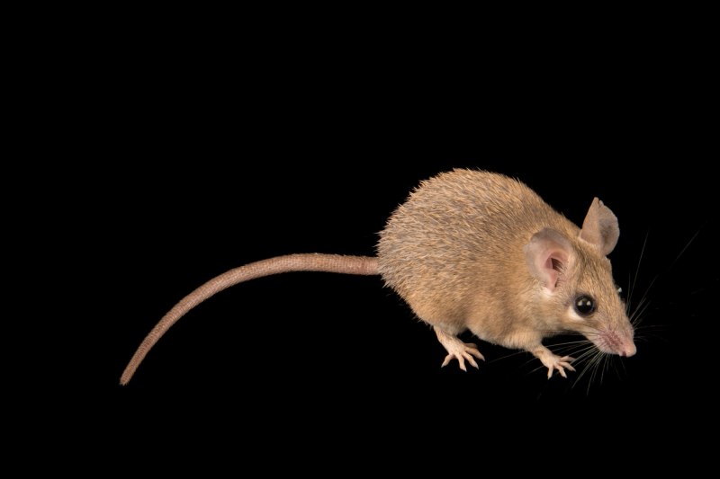 Acomys cahirinus