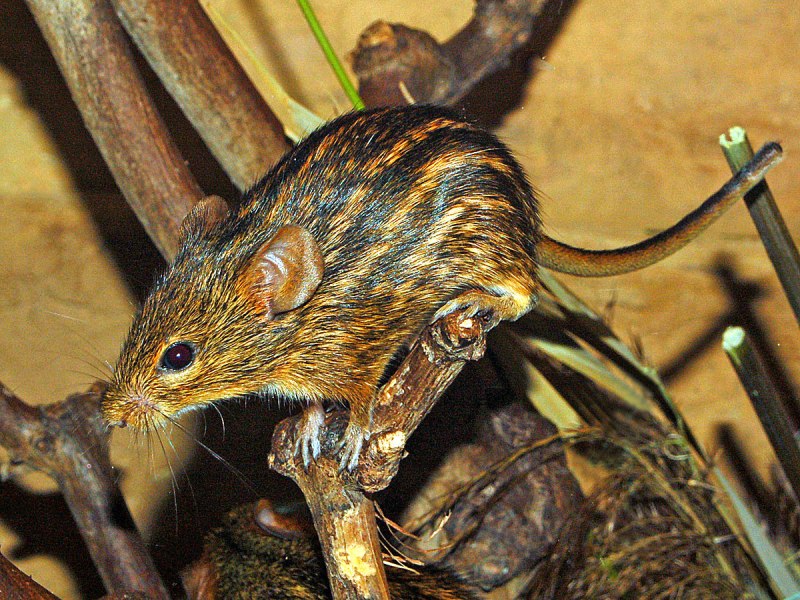Lemniscomys striatus