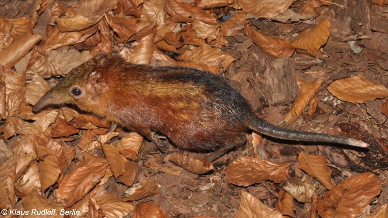 Rhynchocyon cirnei