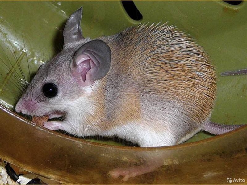 Акомис иглистая мышь