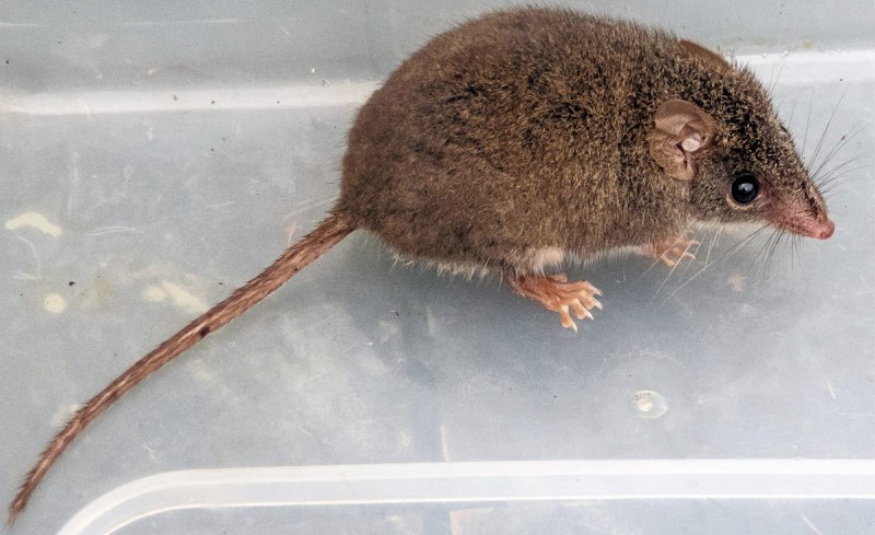 Antechinus stuartii