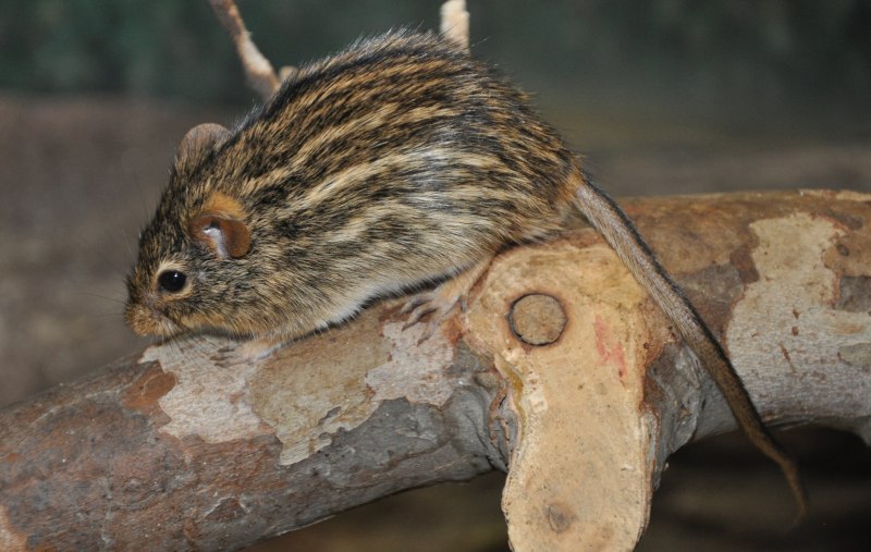 Lemniscomys striatus
