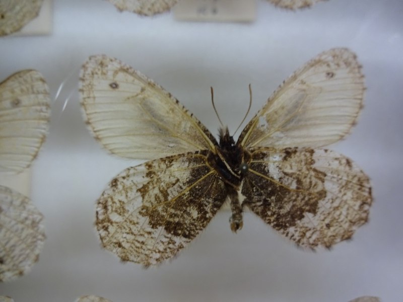 Oeneis norna