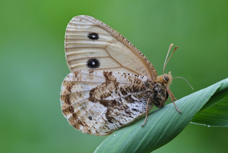 Oeneis diluta
