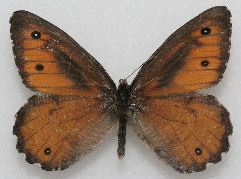 Oeneis agaskyra