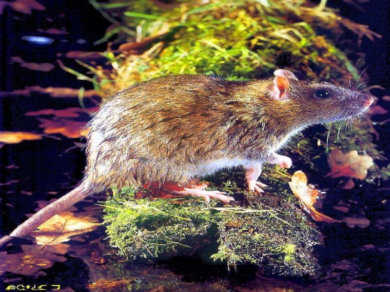 Грызун tympanoctomys barrerae