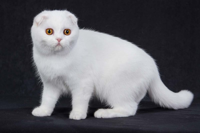 Скоттиш-фолд Шотландская вислоухая кошка белый