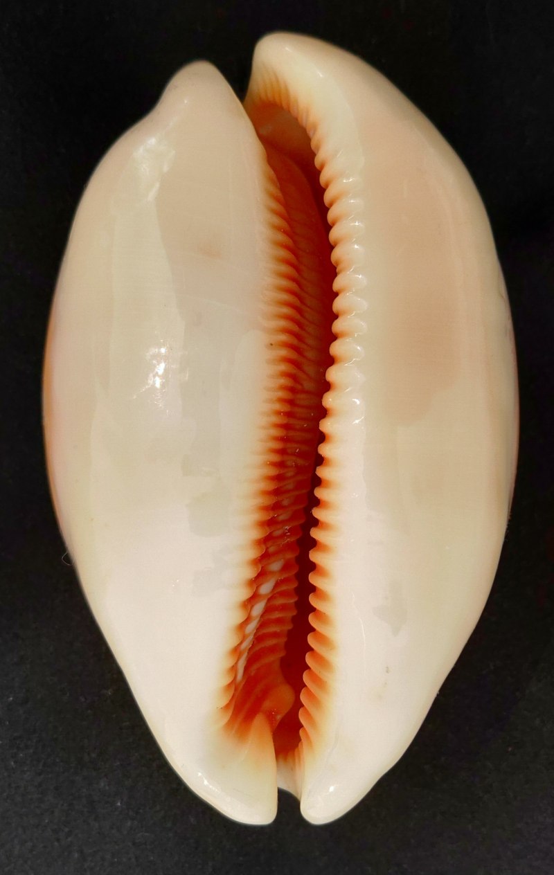 Cypraea aurantium