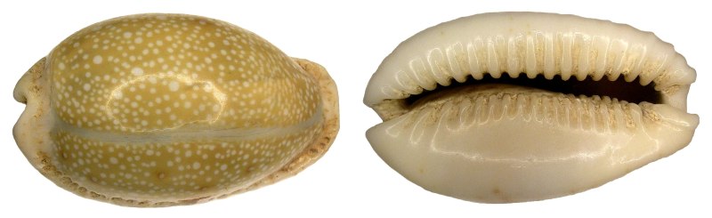 Cypraea Erosa