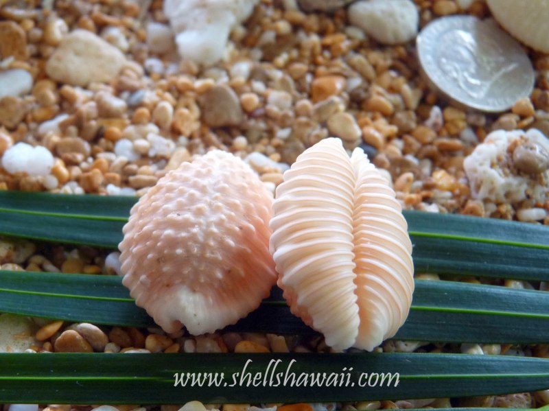 Cypraea granulata