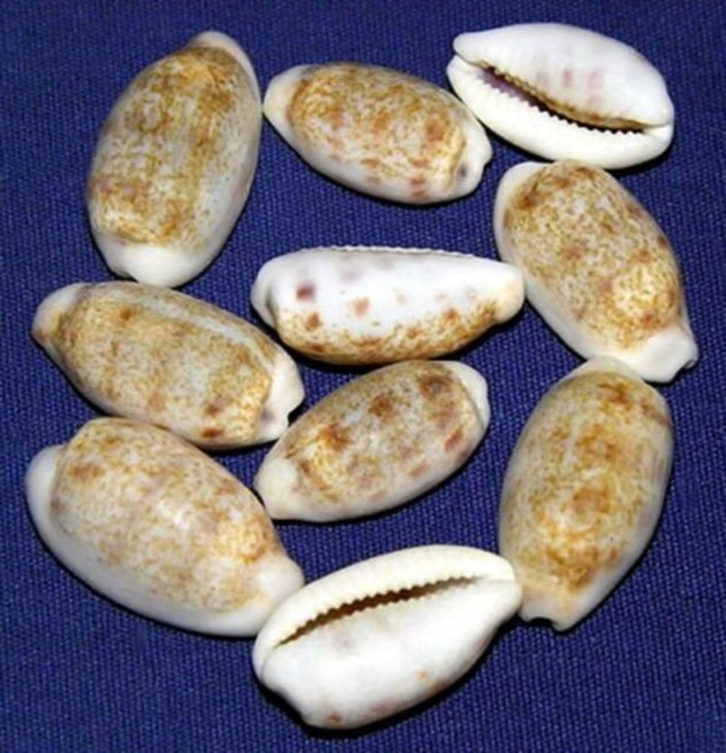 Зернистые Каури. (Cypraea )