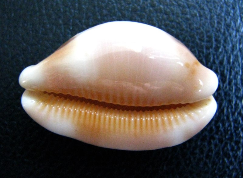 Cypraea tessellata