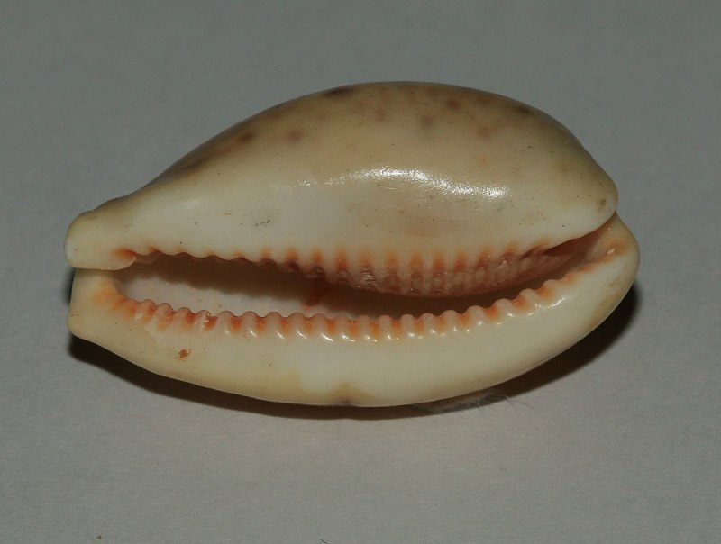 Каури кажагай