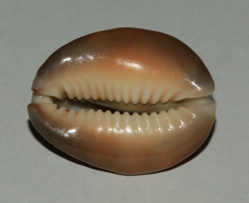 Cowry Lady