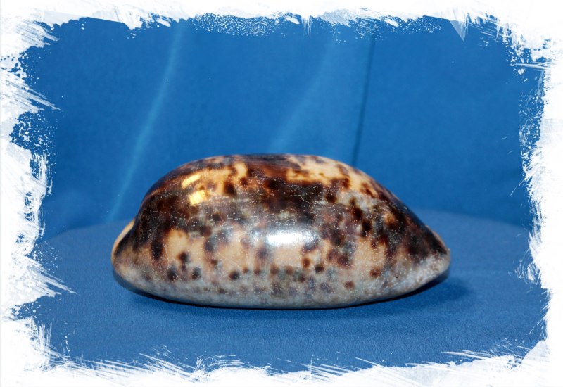 Ципрея Каури