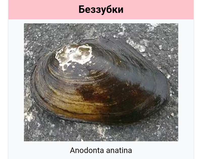 Беззубка обыкновенная (Anodonta cygnea)