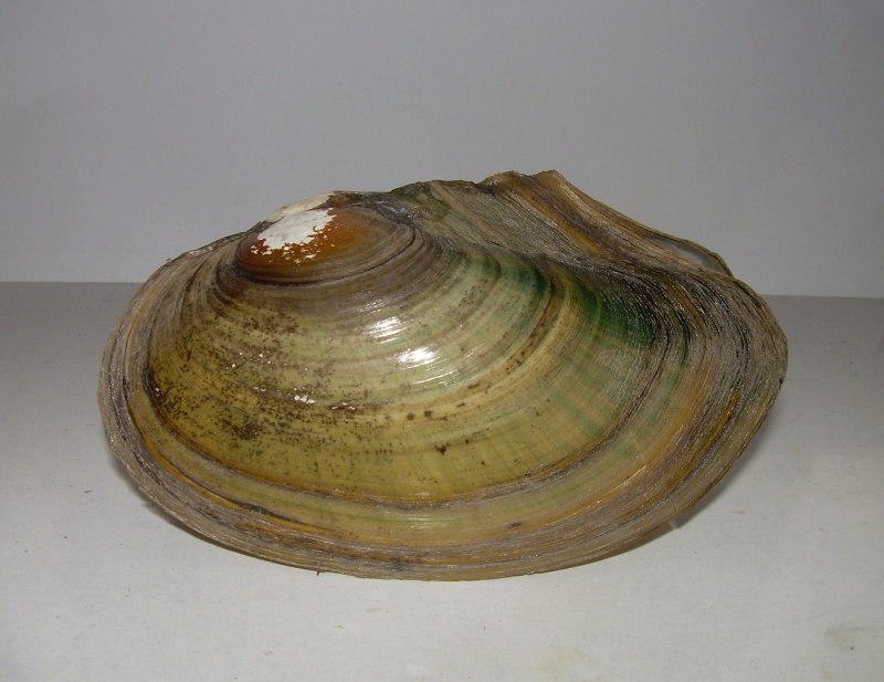 Anodonta anatina