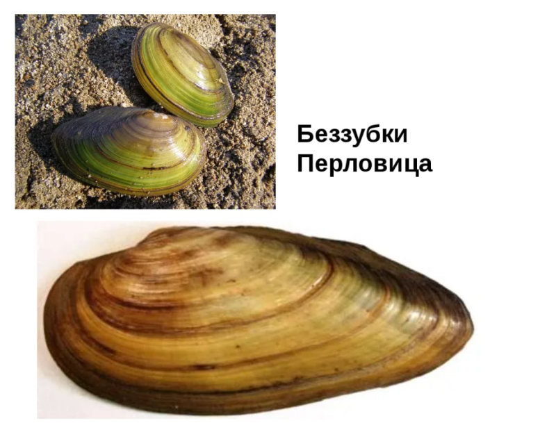 Двустворчатые моллюски перловица