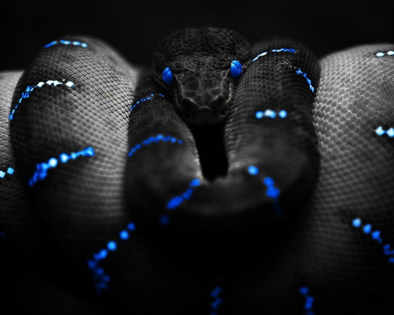Тапочки Razer Snake Snake