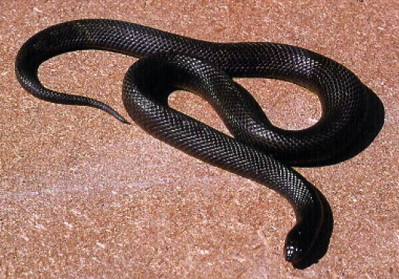 Walterinnesia aegyptia