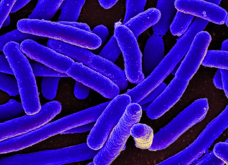 Бактерия Escherichia coli