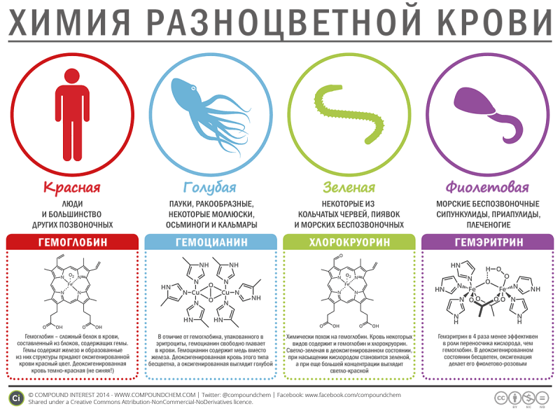 Гемоцианин голубая кровь