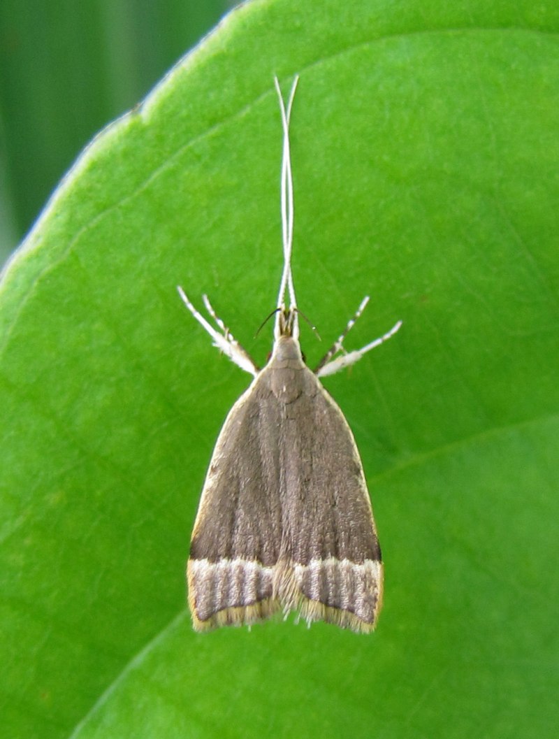 Voyria tenella