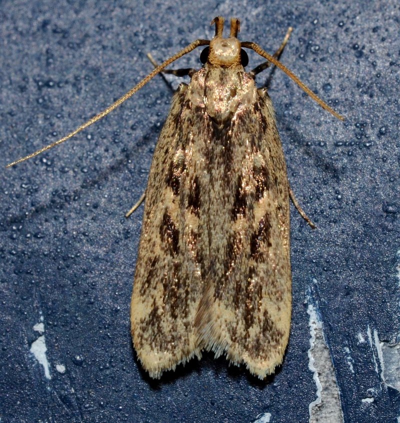 Oedosmylus latipennis