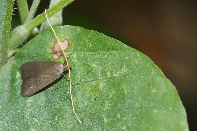 Lecithoceridae