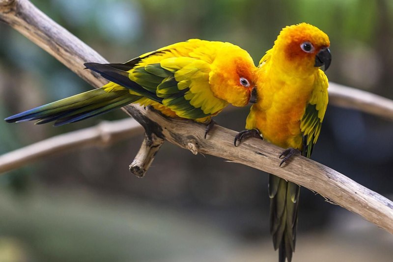 Sun Conure попугай